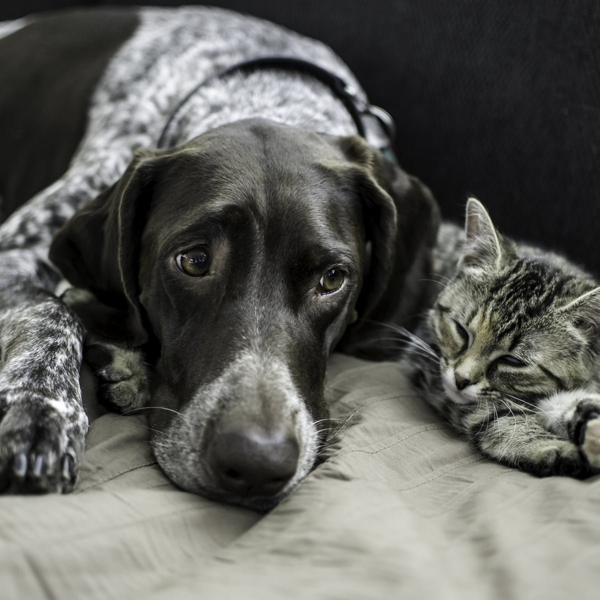 IBD Or IBS? Know The Warning Signs In Your Dog Or Cat KOHA Pet