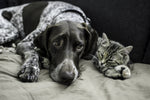IBD Or IBS? Know The Warning Signs In Your Dog Or Cat