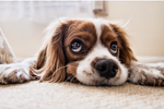 What To Give A Dog For Upset Stomach and Vomiting