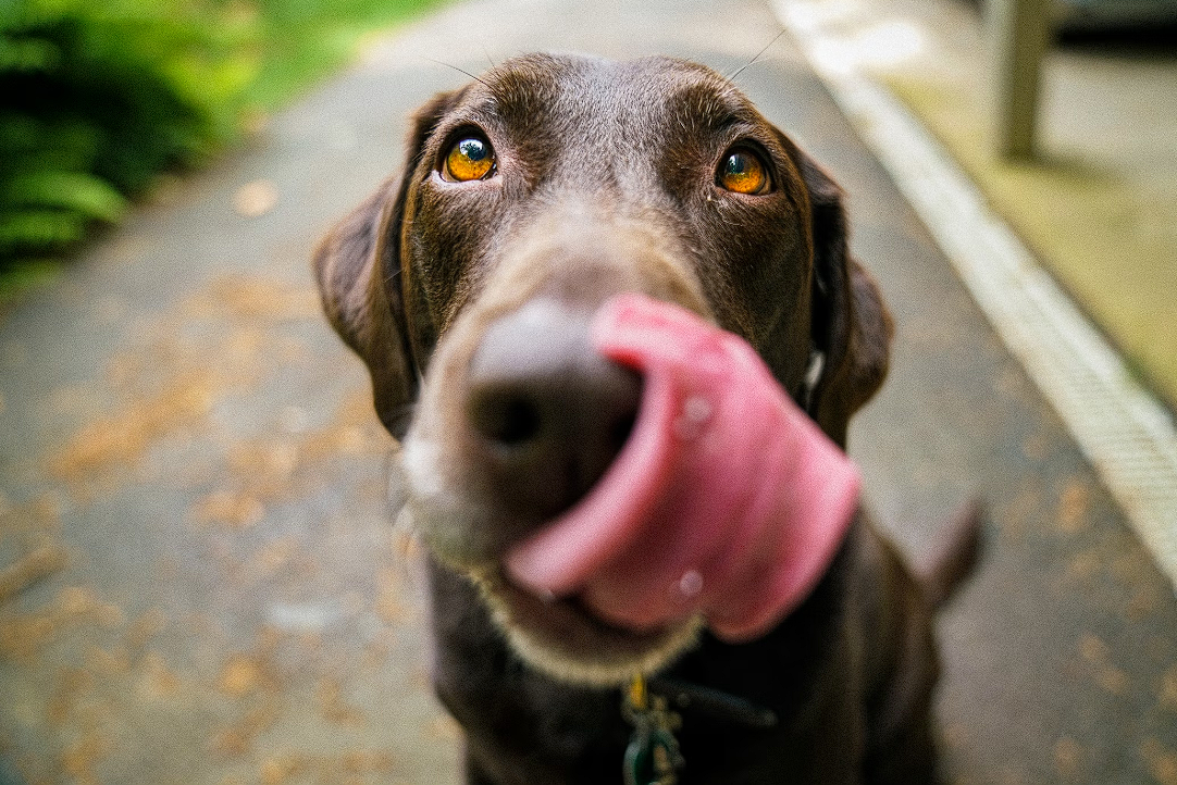 Homemade dog top food for ibs