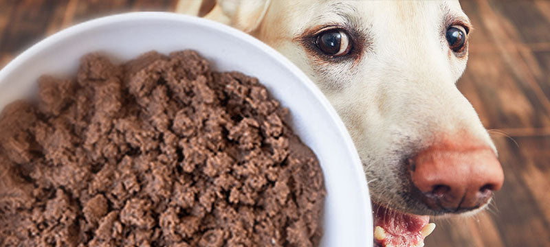 What to feed 2025 a dog with ibd