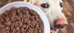 Best Food for Dogs with IBD [2024]