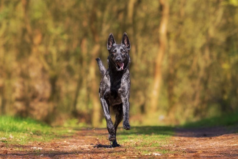 Belgian malinois 2024 food allergies