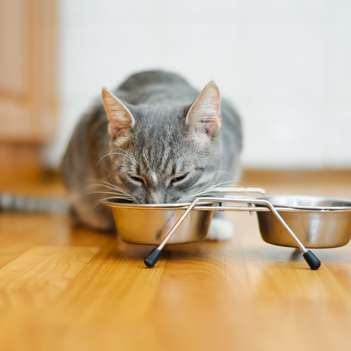 remote mouse cat toy Wicked Mouse Cat Toy