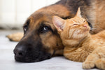 Cute dog and cat laying next to each other