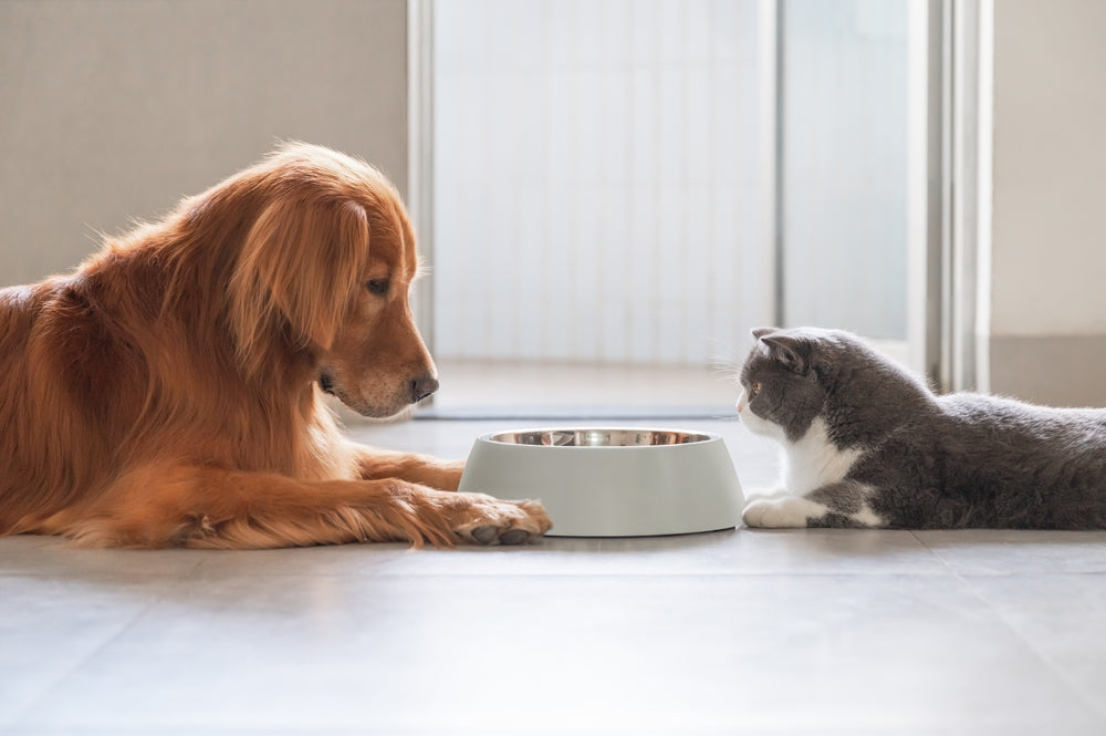 Cat feeding dog best sale