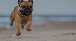 Dog running on the beach - KOHA Dehydrated Dog Food mix!