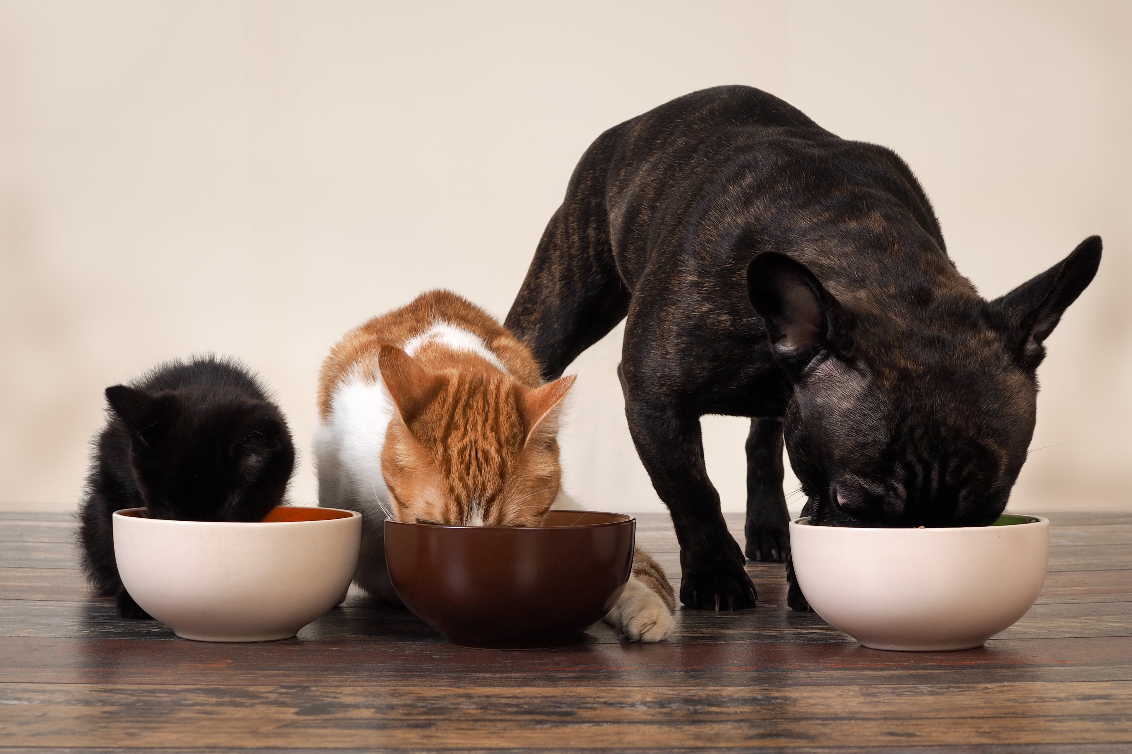 4 Benefits of Rotating Proteins in Your Dog or Cat's Diet KOHA Pet
