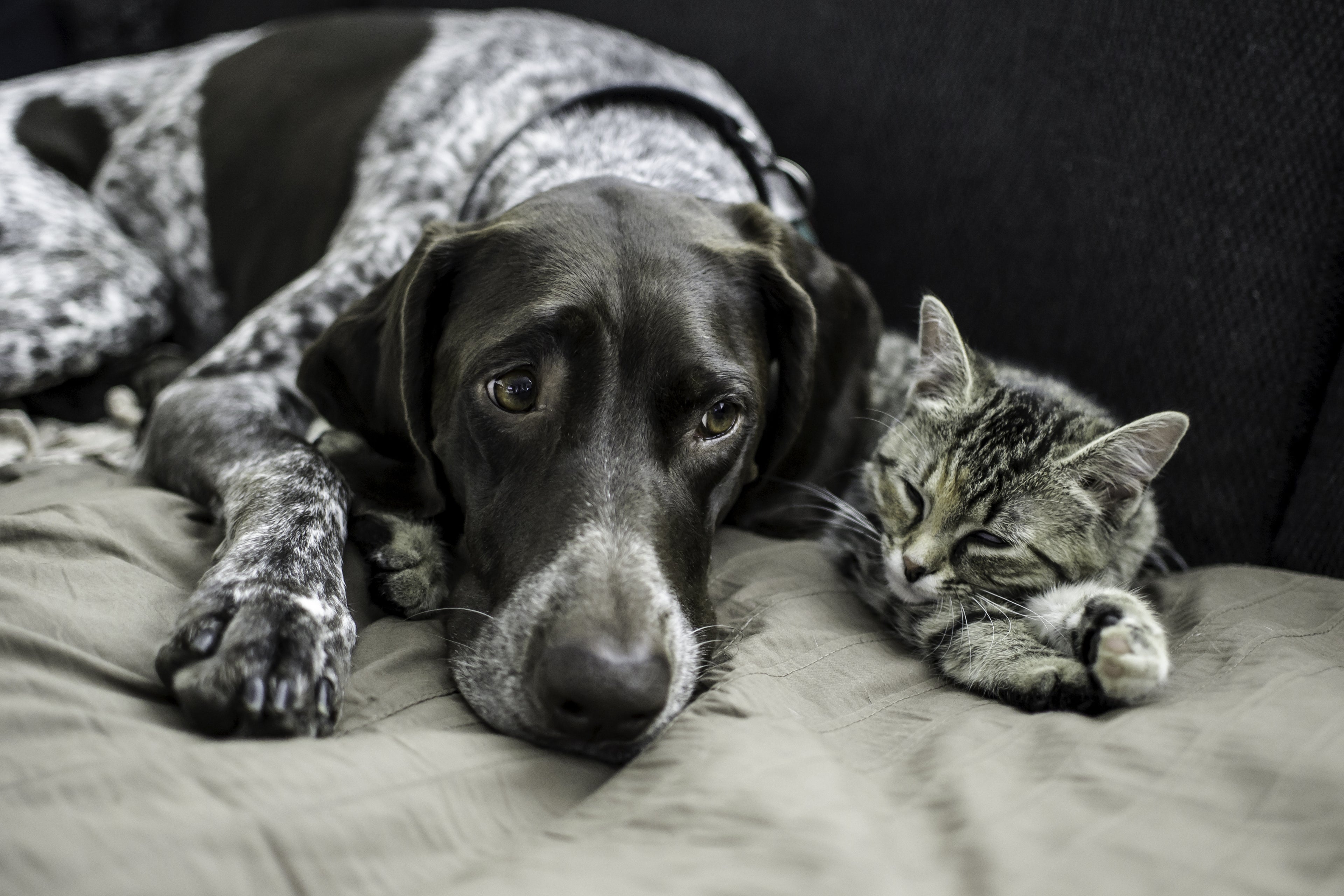 IBD Or IBS? Know The Warning Signs In Your Dog Or Cat KOHA Pet