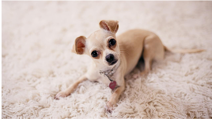cute dog