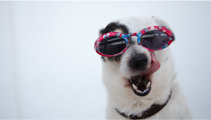 cute summer dog