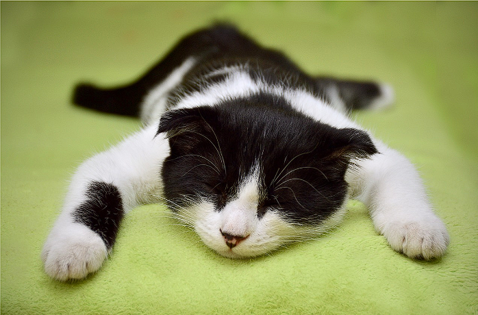 The Best Cat Food for Cats With Allergies [2024]