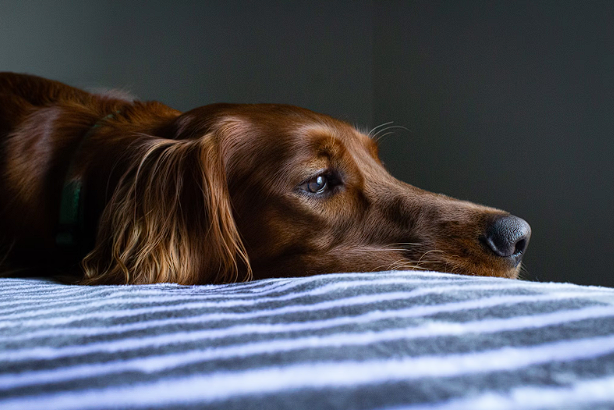 Dog laying down on a blanket