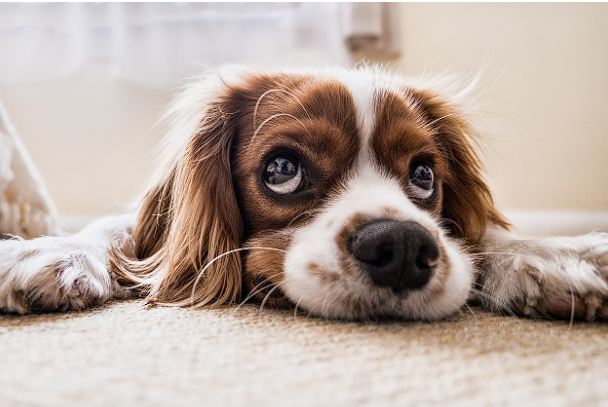 Cavalier King Charles Spaniel laying down, looking up
