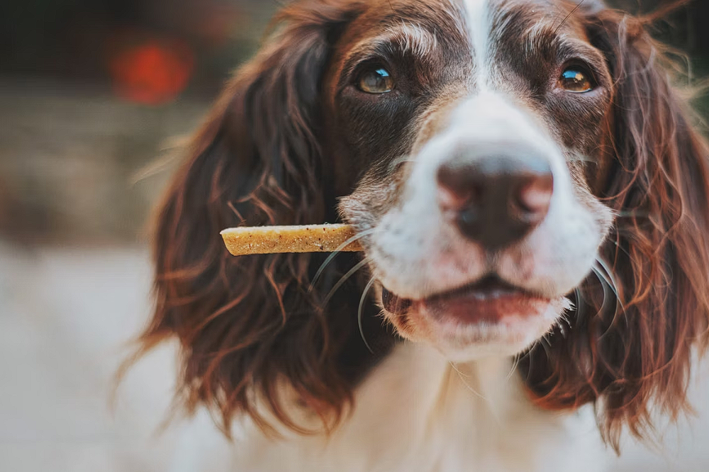 13+ Best Grain Free Dog Foods [2025]