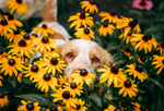 Best Allergy Medicine for Dogs: Antihistamines, Over-the-Counter Meds, & More [2024 Guide]