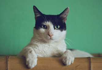 Best Diarrhea Medicine for Cats & Treatment Options [2024]