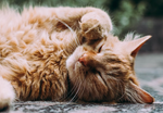 Allergy Medicine for Cats: What Can I Give My Cat for Allergies?