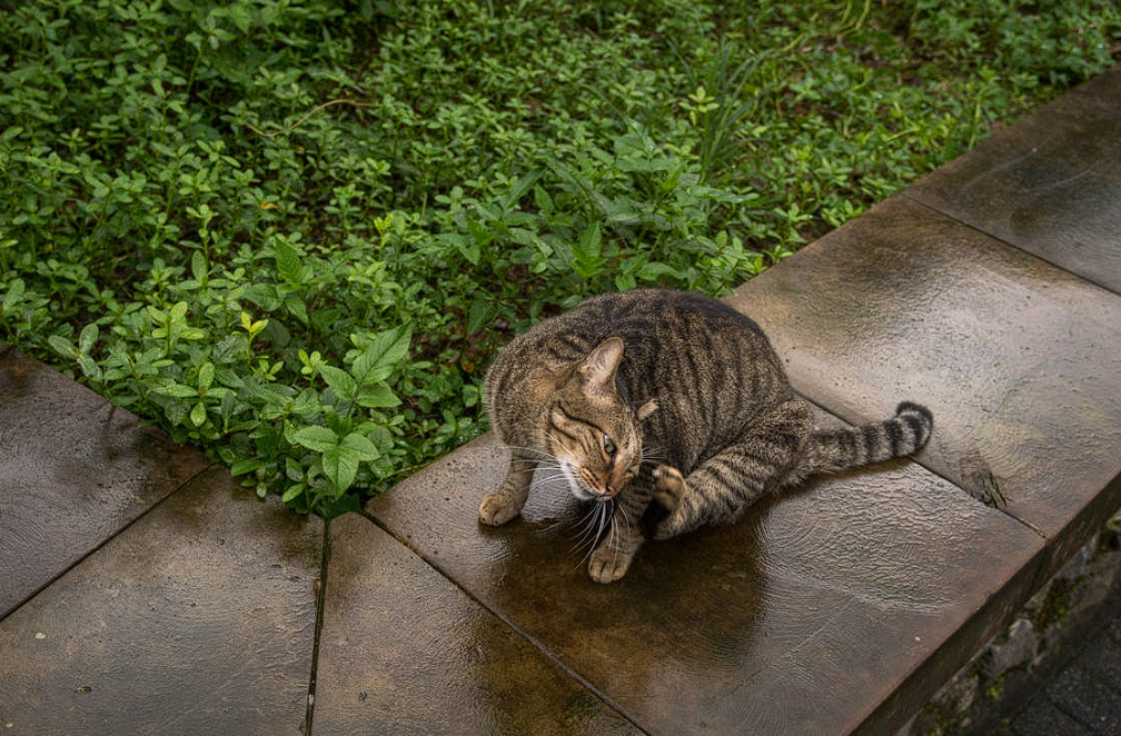 Why Does Your Cat Have Itchy Skin? Causes & Treatments