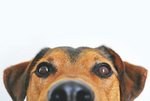 Dog Dental Cleaning: Everything You Need to Know [2025]