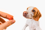 12+ Best Dog Vitamins & How to Choose [2024]