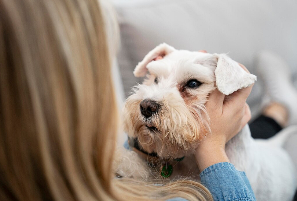 Dog Tear Stain Remover: How to Treat Dog Tear Stains [2024]