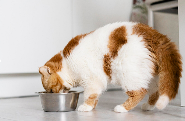 9+ Best Venison Cat Food [2024]