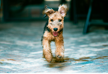 6+ Best Kangaroo Dog Food [2024]