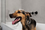 11+ Best Dog Shampoo for Itchy Skin & Alternative Remedies [2024]