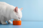 Why Are Cats Picky Eaters? Everything You Need to Know [2025]