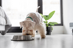 Wet vs. Dry Dog Food: Which is Better? [2025]