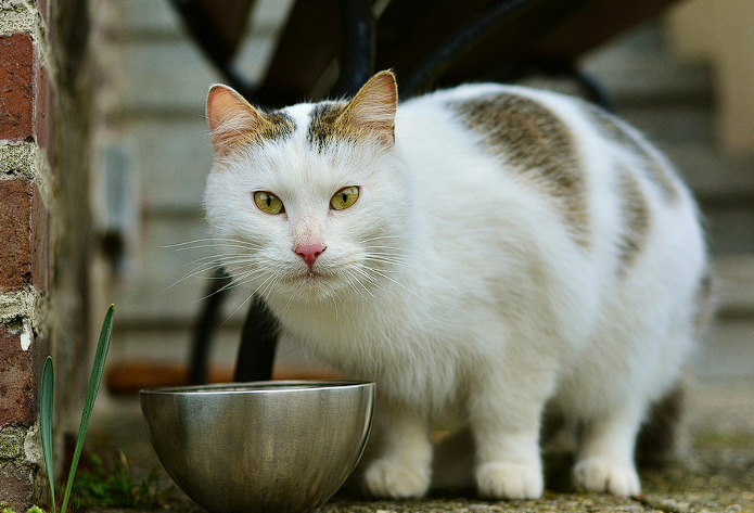 Bland Diet for Cats: A Complete Guide + Feeding Instructions [2025]