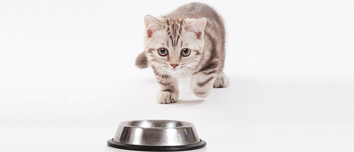 Cat Food Allergies