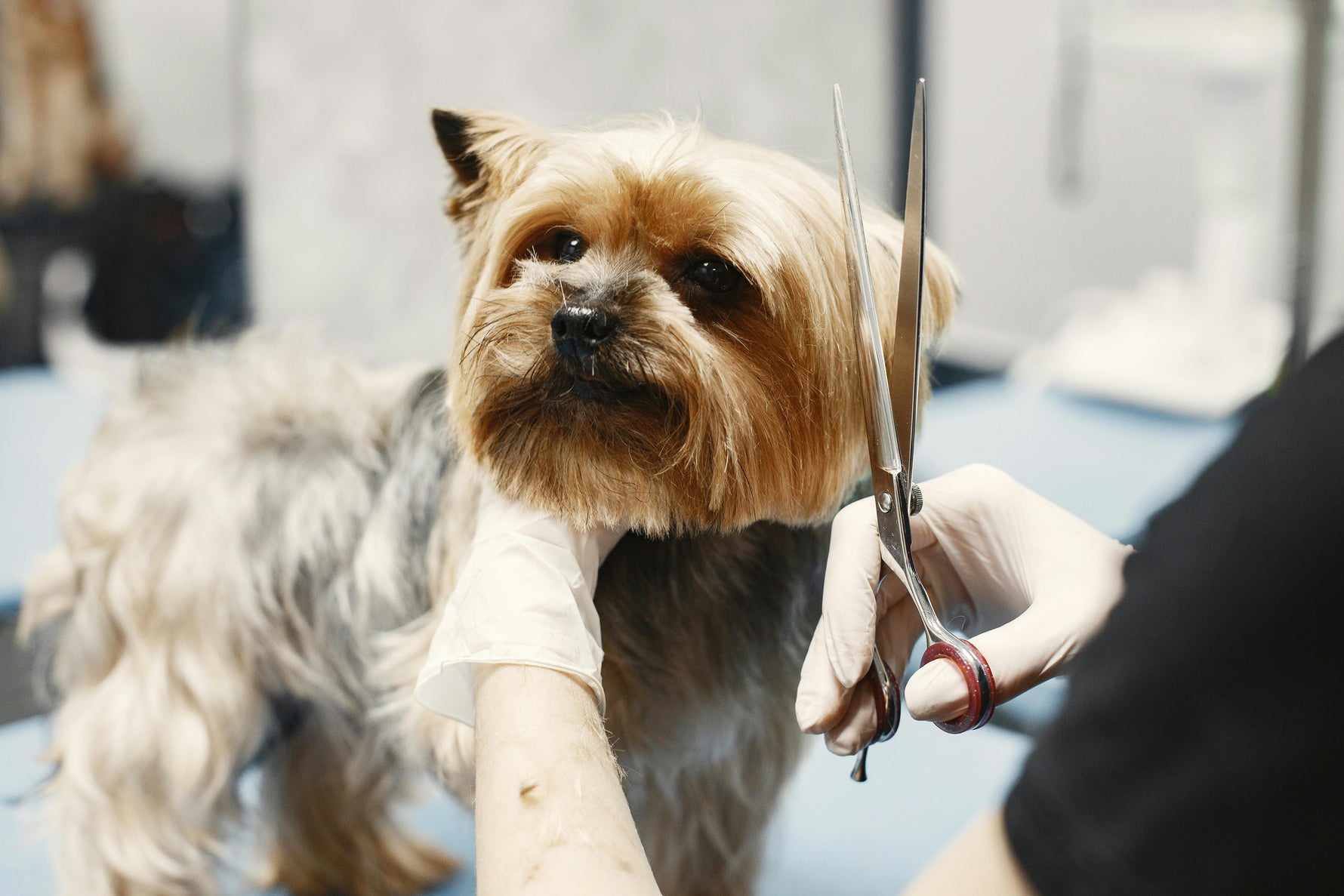 11+ Best Dog Grooming Tips [2025]