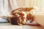 Best Food For Cats With IBD