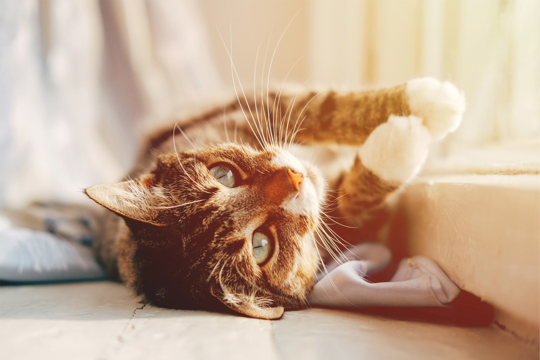 Cat laying on its side, looking upwards