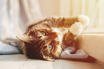 Best Food For Cats With IBD [2025]
