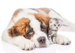 Food Allergies and Your Pet