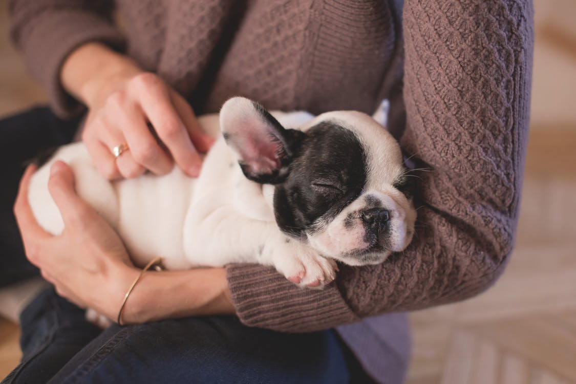 How To Care For Rescue Dogs