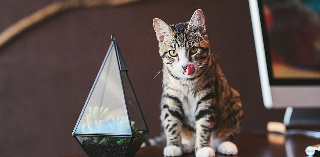 Why Feed Your Cat A Grain-Free Menu?