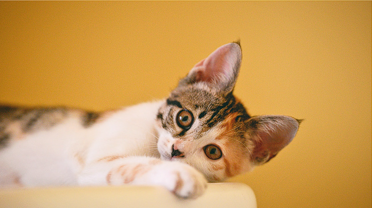 11-best-cat-food-for-ibs-irritable-bowel-syndrome-2023-koha-pet