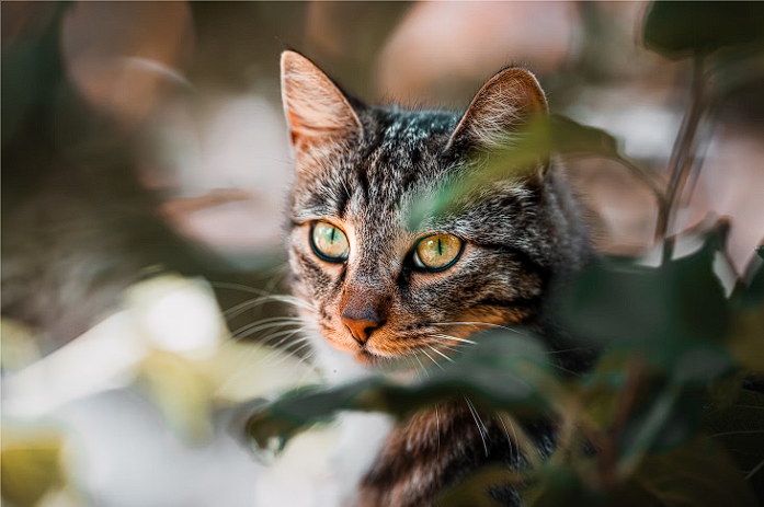 Is Your Cat Allergic to Chicken? Here's What To Do [2024]