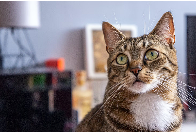 13+ Best Cat Food for Sensitive Stomachs [2025]