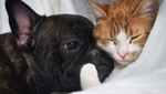 Why Taurine is Important for Dogs and Cats