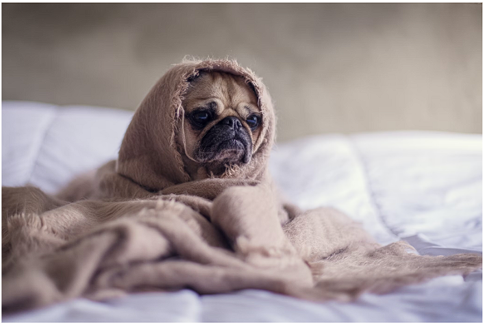 Dog Constipation: How to Relieve Your Constipated Dog [2024]