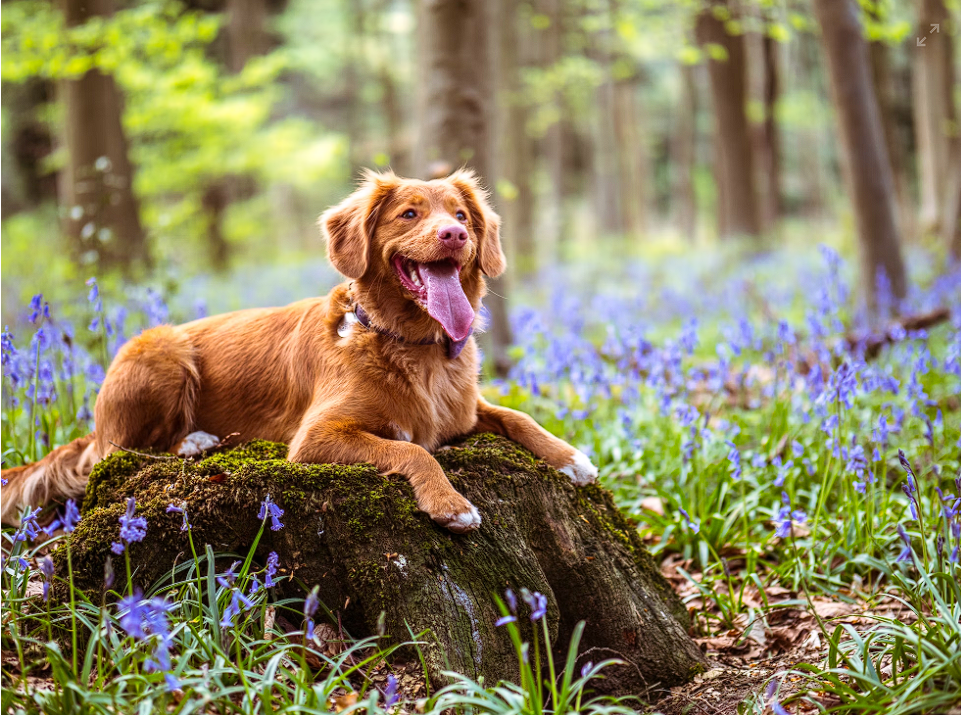 10+ Best Limited Ingredient Dog Food [2025]