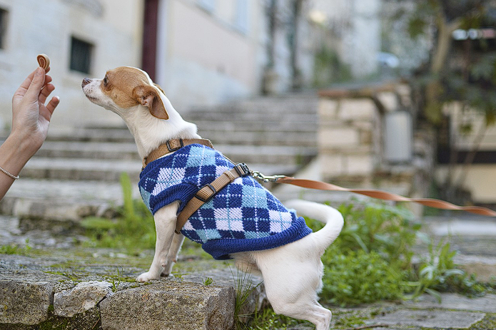 7 Best Freeze-Dried Dog Treats [2024]