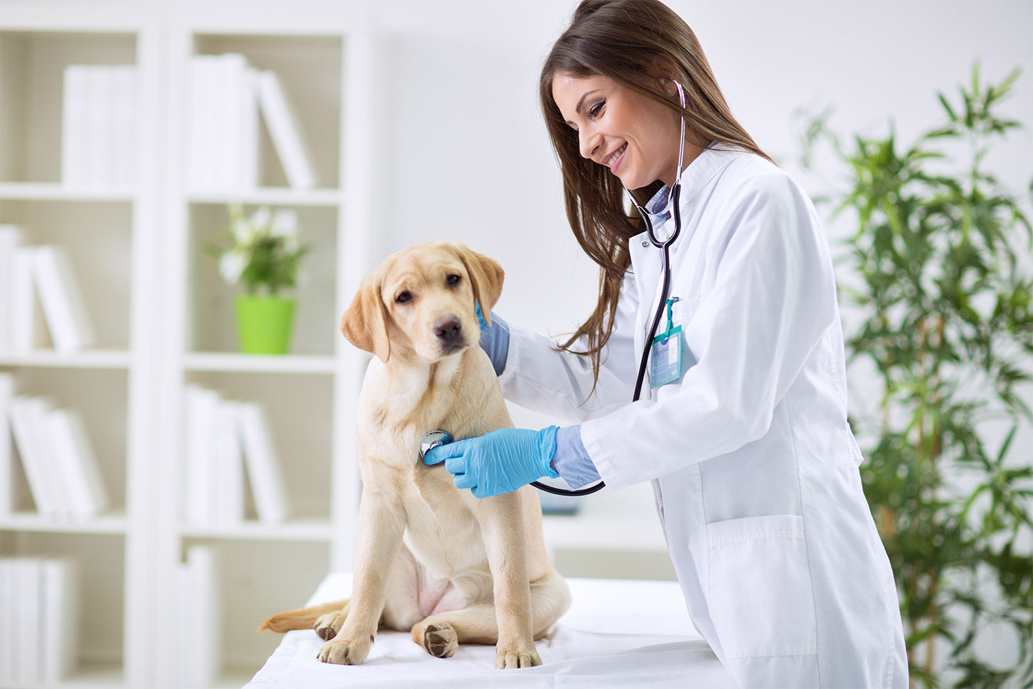 Help Your Overweight Dog Slim Down (Guilt-Free)