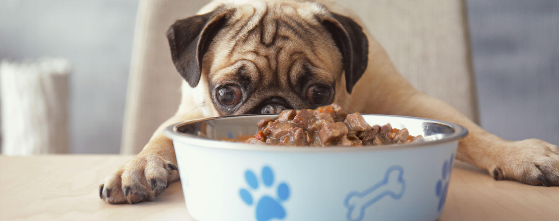 How Many Times A Day Should Dogs Eat
