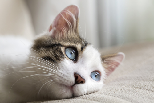 How To Choose The Best Healthy Cat Food